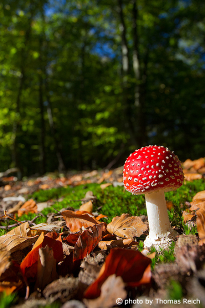 Fly Agaric is a forest dweller