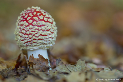 Small Fly Agaric in the autumn leaves