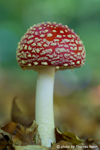 Fly Agaric mushroom images