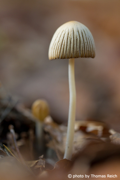 Mushroom in the forest in fall