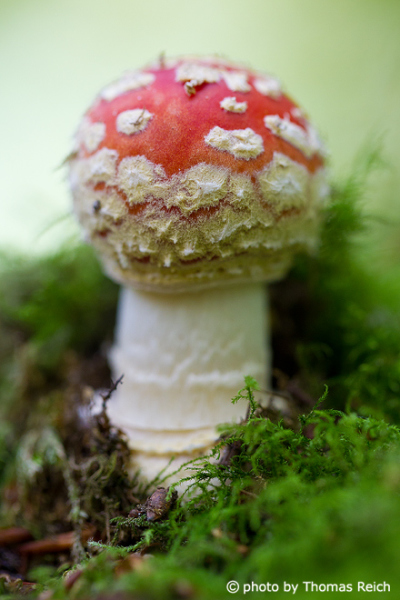 Fly Agaric mushroom picture