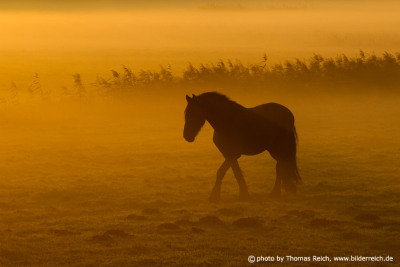 Pferd steht im Nebel