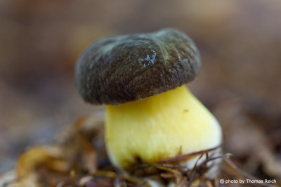 Mushroom with brown hat