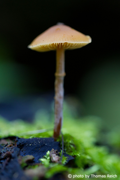 Mushroom stem