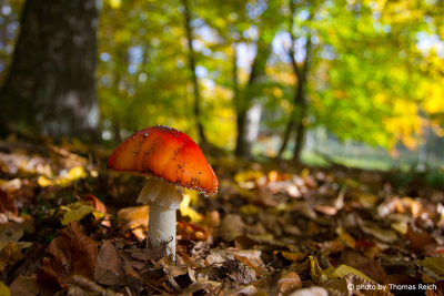 Fly Agaric with red cap