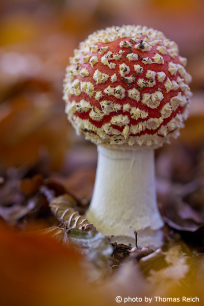 Red Fly Agaric shot