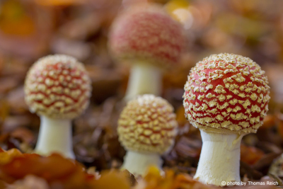 Young Fly Agarics images