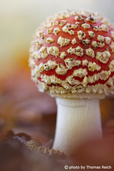 Fly Agaric close up