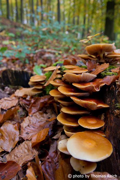 Mushrooms on dead tree trunk