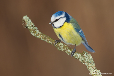 Eurasian Blue Tit blue and yellow plumage