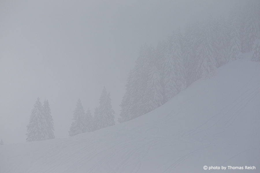 Wintermärchenwald im Nebel