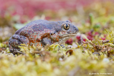 Common Spadefoot toad in germany