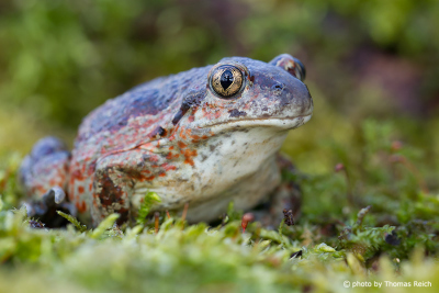 Common Spadefoot toad sits on moss