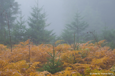 Bergwald Farne Nebel Herbstwetter