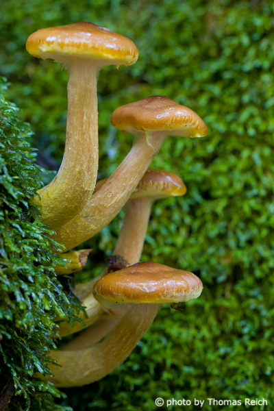 schleimige Pilze im Wald