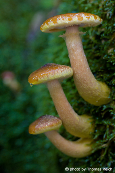slimy fungi and moss