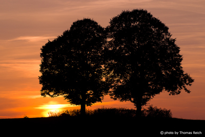 European beeches and sunset