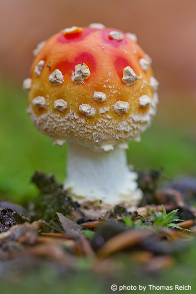 Fresh red Fly Agaric