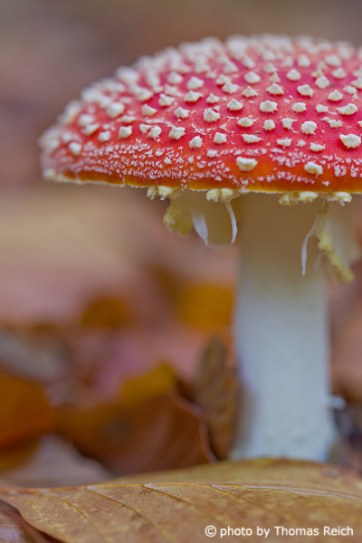 Fly Agaric hat close up