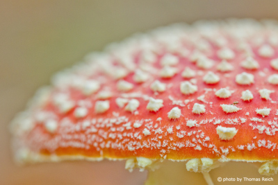 Fly Agaric white spots