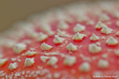White warts Fly Agaric