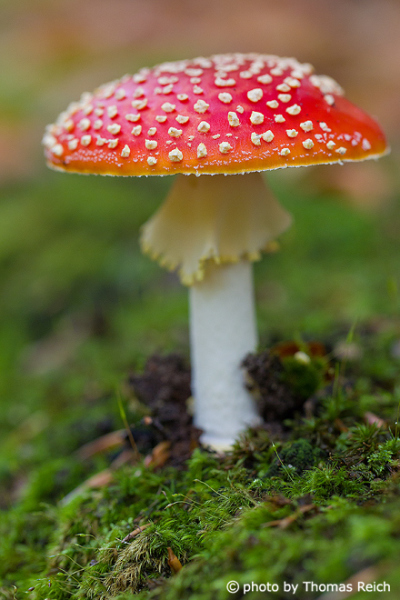 Fly Agaric with red umbrella