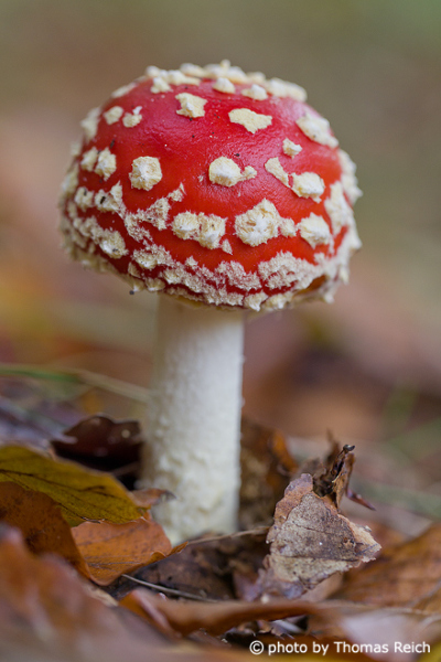 Toadstool in mixed forest