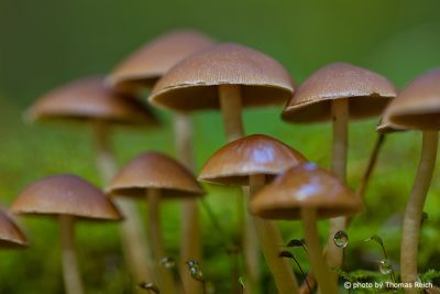 Brown mushrooms in autumn