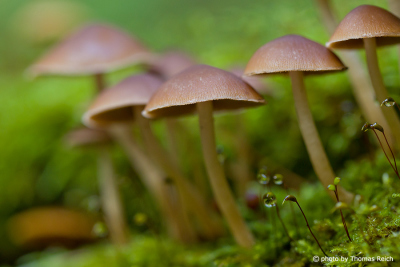 Mushrooms in Germany