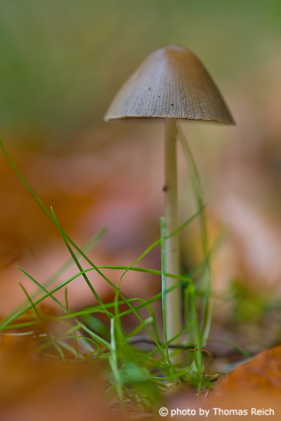 Mushrooms forest