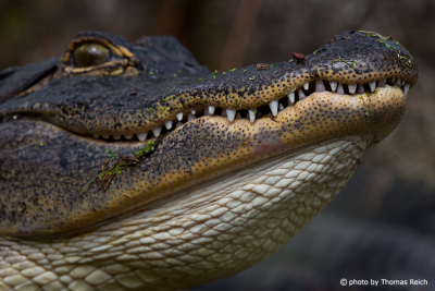 Adult American Alligator in Florida, USA