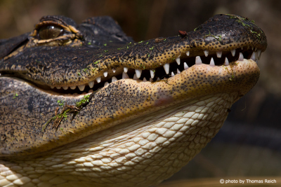 Wilder Alligator in Florida
