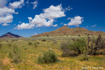 Vegetation Namib-Naukluft National Park