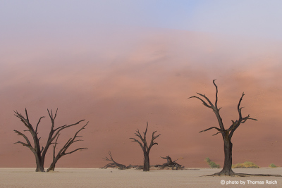 Ausflug Deadvlei Wüste Namibia
