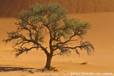Kameldornbaum Sossusvlei Namibia
