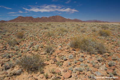 Pflanzenwelt Namib Rand-Naturreservat