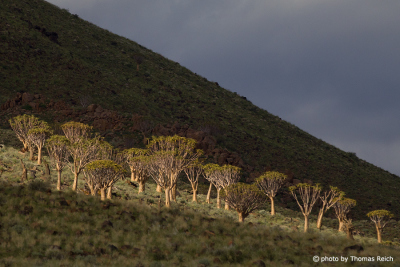 Quiver trees Namib Naukluft Park, Tiras Mountains