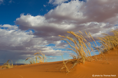 Dünengras auf roten Dünen in Namibia