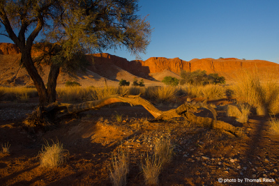 Versteinerten Dünen bei Namib Desert Lodge