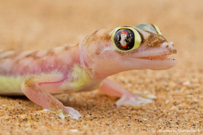 Palmato Gecko Ernährung