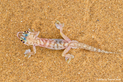 Palmato Gecko Körper