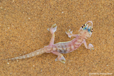Namibgecko Wildlife Reptilien