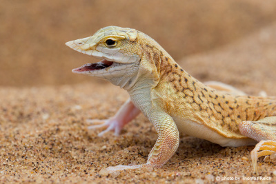 Shovel-snouted Lizard sand dune Namibia
