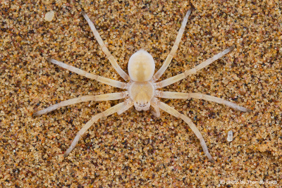 Wheel Spider sand dunes, Namibia