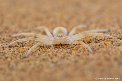 Wheel Spider Namib desert