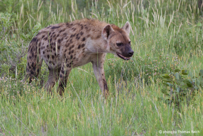 Spotted Hyena appearance