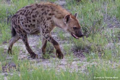 Spotted Hyena legs
