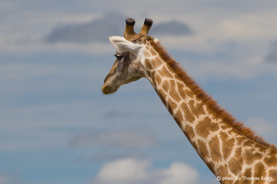 Giraffe langer Hals