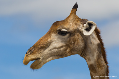 Giraffen Nase
