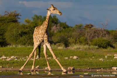 Giraffe Körperbau